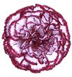 Clavel fancy blanco granate - 0CLAFCYBLAGRA