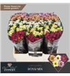 Cr santini rossi mixto 55 - CRSROSMIX55