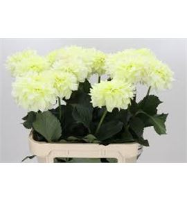 Dahlia dazz corrie 60 x5 - DAHDAZCOR70