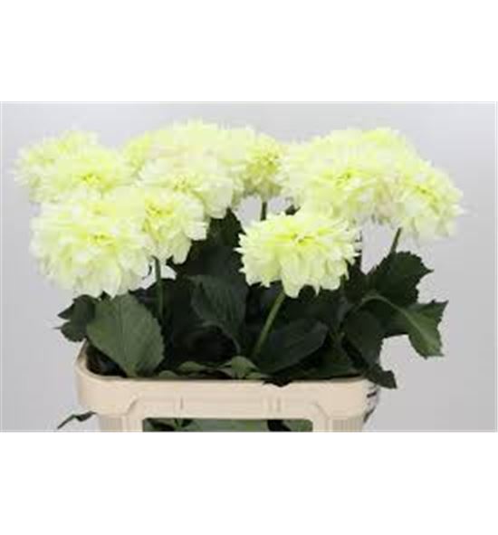 Dahlia dazz corrie 70 x5 - DAHDAZCOR70