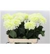 Dahlia dazz corrie 70 x5 - DAHDAZCOR70