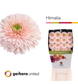 Gerbera gerponi himalia 50 x10 - GERGERHIM5015