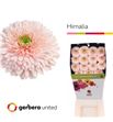 Gerbera gerponi himalia 50 x10 - GERGERHIM5015