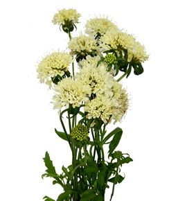 Scabiosa banana scoop 65 - SCABANSCO