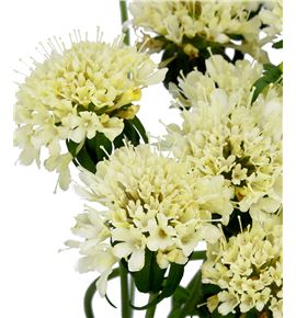Scabiosa banana scoop 65 - SCABANSCO
