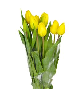 Tulipan strong gold 34 - TULJANVAN