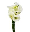 Cala pure art 70 - ZANPURART