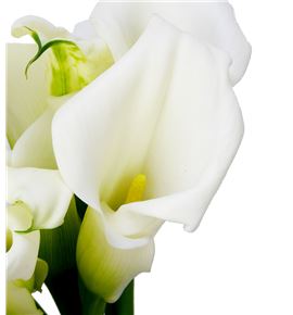 Cala pure art 70 - ZANPURART