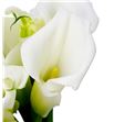 Cala pure art 70 - ZANPURART1