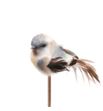 Stick pajaro azul 50 x5 - STIPAJAZU50