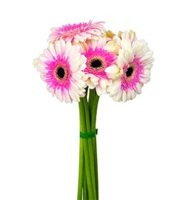 Gerbera lisandra 50 x15 - GERART