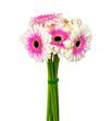 Gerbera lisandra 50 x15 - GERART