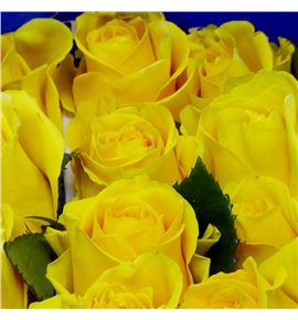 Rosa ecu goldfinch 40 - REGOL