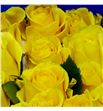 Rosa ecu goldfinch 40 - REGOL1