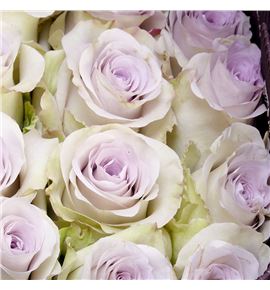 Rosa ecu andrea 60 - REAND