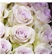 Rosa ecu andrea 60 - REAND1