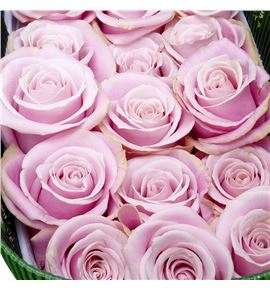 Rosa ecu pinky promise 60 - REPINPRO