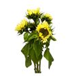 Helian light yellow 80 - HELLIGYEL