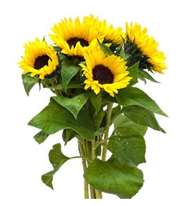 Helian sunrich limoncello 80 - HELSUNLIM