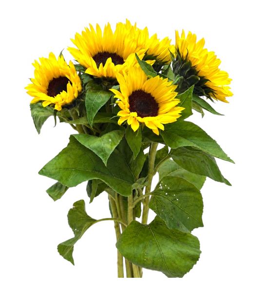 Helian sunrich limoncello 80 - HELSUNLIM