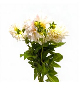 Dahlia diverso white 60 - DAHDIVWHI