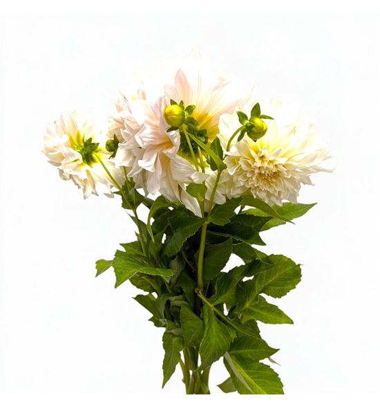Dahlia diverso white 60 - DAHDIVWHI