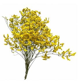 Limonium chino teñido amarillo - LIMCHITENAMA