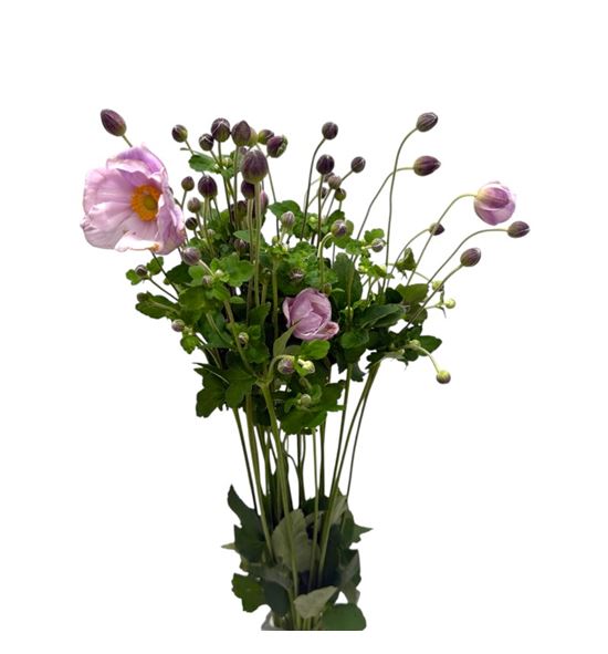 Anemona rosa 70 - ANEROS