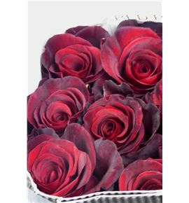 Rosa ecu red paris 60 - REREDPAR