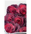 Rosa ecu red paris 60 - REREDPAR1