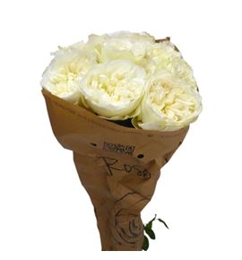 Rosa hol. lincoln park white 70 - RGRLINPARWHI