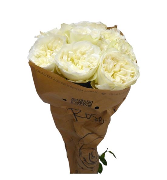 Rosa hol. lincoln park white 70 - RGRLINPARWHI