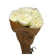 Rosa hol. lincoln park white 70 - RGRLINPARWHI