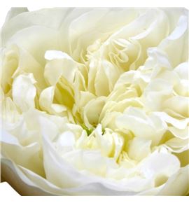 Rosa hol. lincoln park white 70 - RGRLINPARWHI