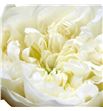 Rosa hol. lincoln park white 70 - RGRLINPARWHI1