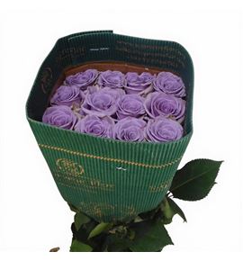 Rosa ecu shocking blue 70 - RESHOBLU