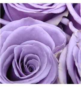 Rosa ecu shocking blue 70 - RESHOBLU