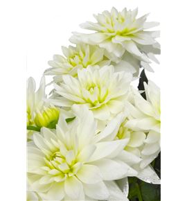 Dahlia maarten zwaan 65 - DAHMAAZWA