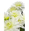 Dahlia maarten zwaan 65 - DAHMAAZWA1