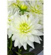 Dahlia maarten zwaan 65 - DAHMAAZWA2