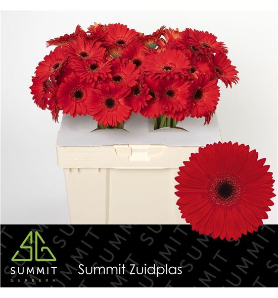 Gerbera james 50 x10 - GERBLI50