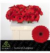 Gerbera james 50 x10 - GERBLI50