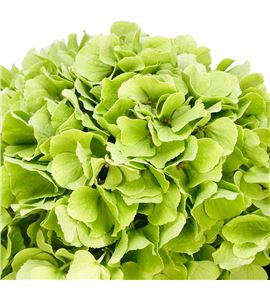 Hydr matcha classic b 80 - HYDVERCLAB