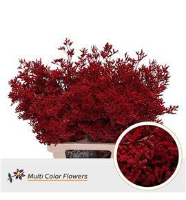 Limonium teñido rojo 90 - LIMTENROJ