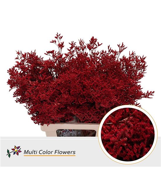 Limonium teñido rojo 90 - LIMTENROJ