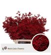 Limonium teñido rojo 90 - LIMTENROJ