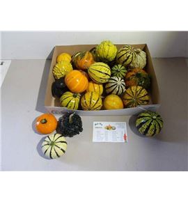 Calabaza cucurbuta pepo x12 - CALCUCPEPMIX25