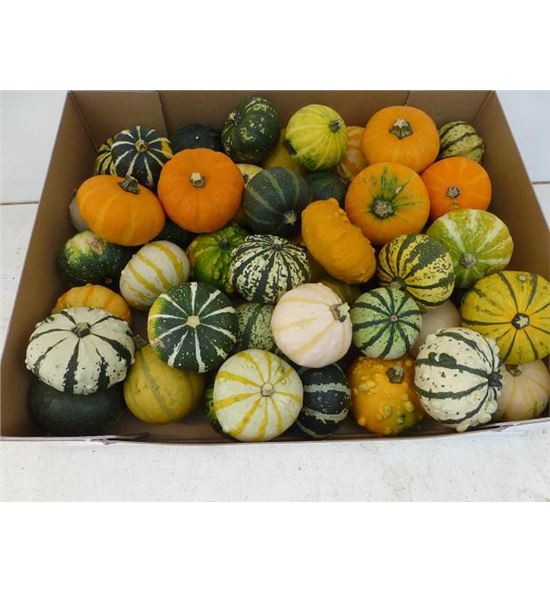 Calabaza curbita x50 - CALCUR35