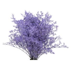 Limonium teñido milka 90 - LIMTENMIL
