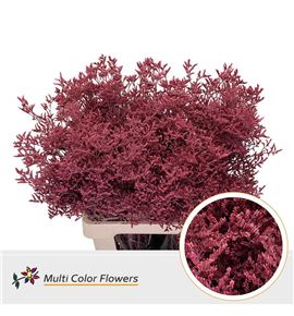 Limonium teñido koral 90 - LIMTENKOR